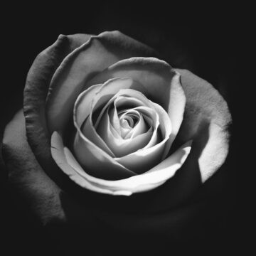 photo-1456659122552-6ee1788174bb